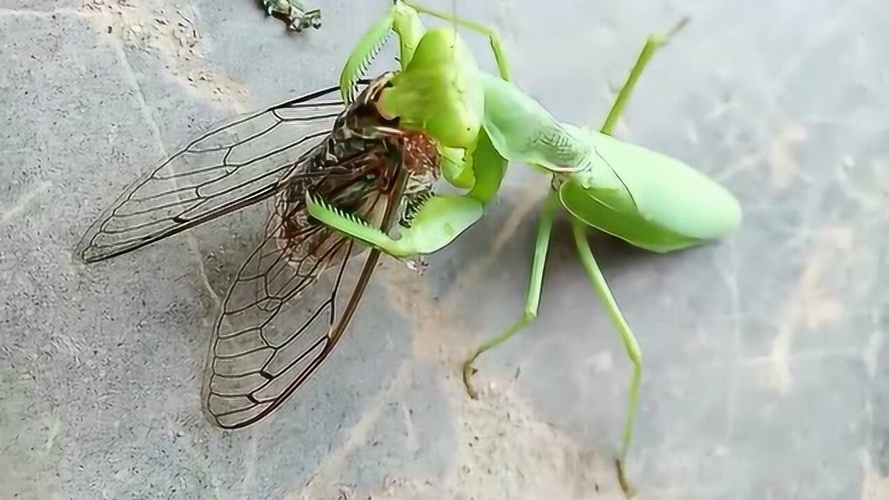 现实版的螳螂捕蝉,我还是第一次看见,让人大开眼界!