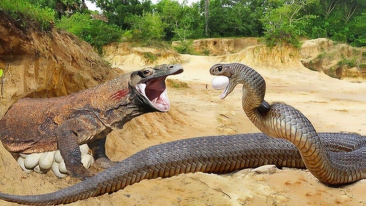 巨蜥和蛇大战图片