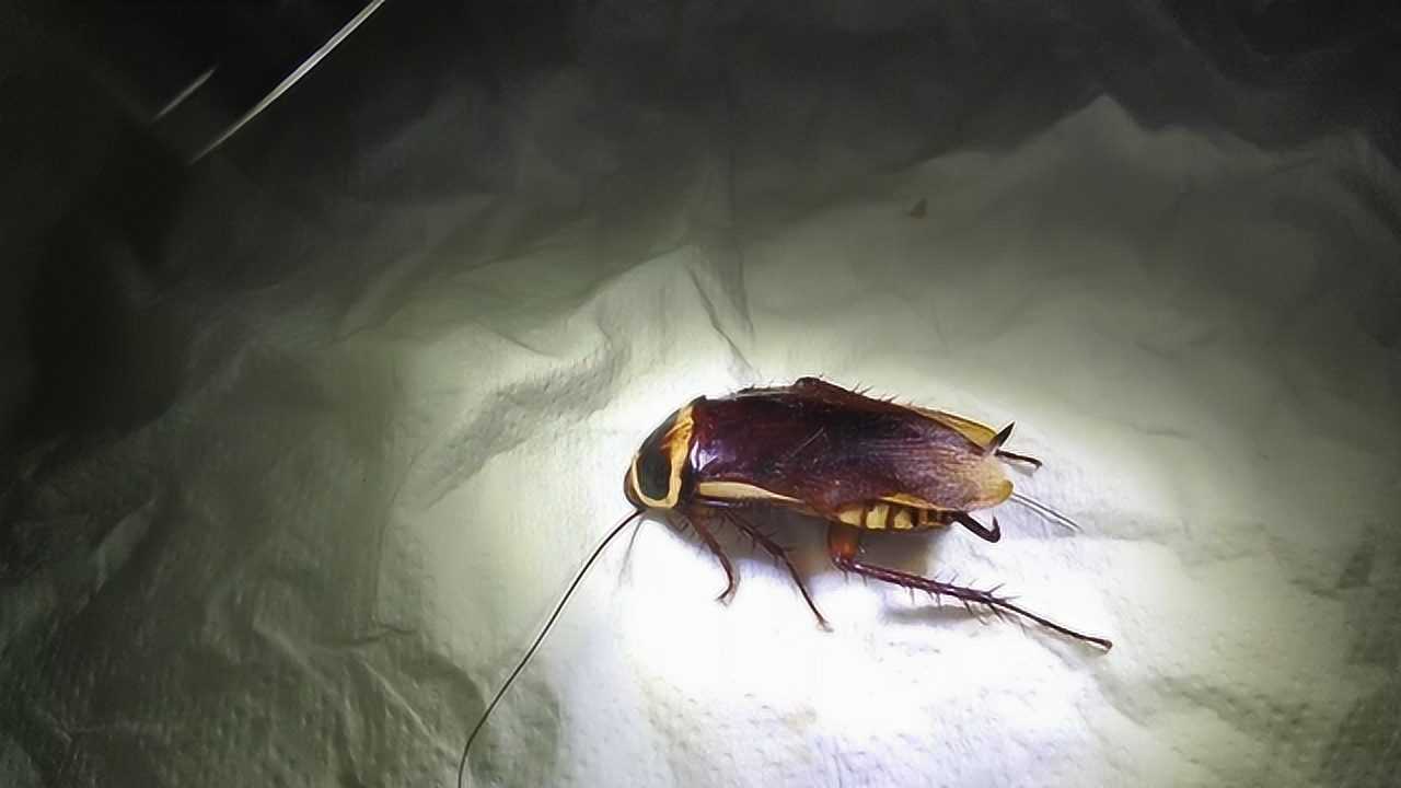 蟑螂放大100倍看到它的嘴巴很性感