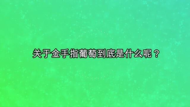 关于金手指葡萄到底是什么呢?