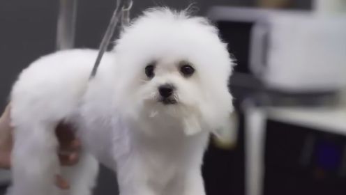 狗狗美容系列的视频，真是太治愈了，这么乖的狗狗是真实存在的吗