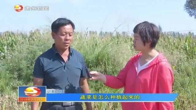 上坝镇:“两不用”绿色蔬菜综合科技示范园迎来丰收季001