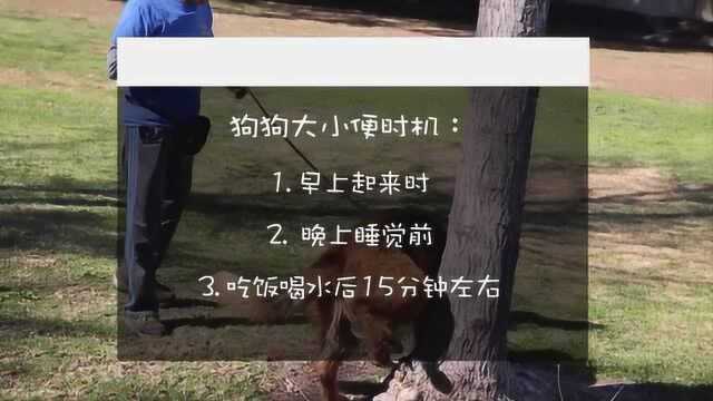 拉布拉多犬怎么训练?拉布拉多犬带回家后怎么训练呢?看完你就懂