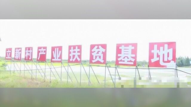 【脱贫攻坚进行时】蒋巷镇立新村:发展特色产业 带动脱贫致富