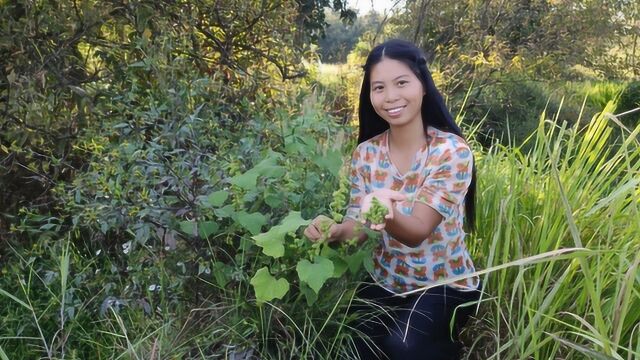 农村的这种植物,不仅可以拿来治疗鼻炎,还可以恶搞小伙伴