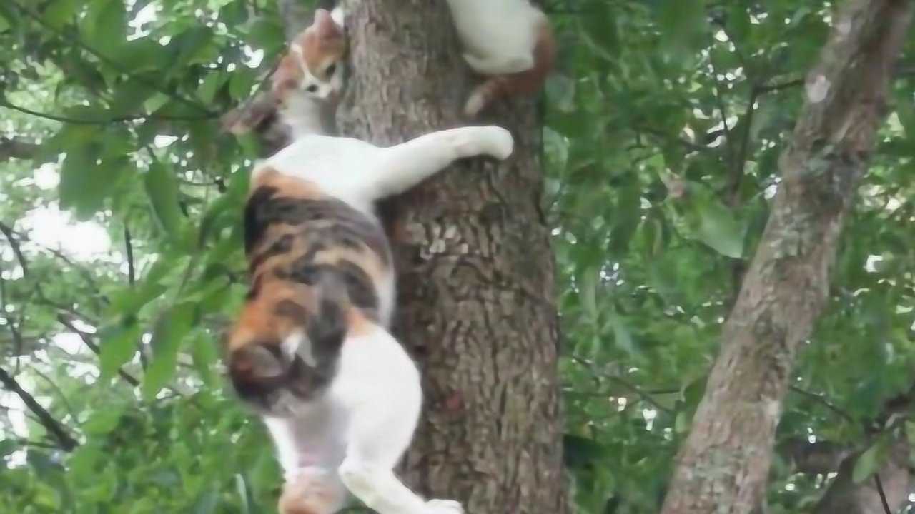小猫爬上树下不来，猫妈妈上树救援，真是操碎了心！_高清1080P在线观看平台_腾讯视频