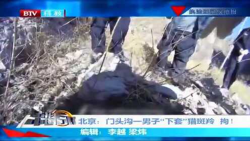 北京：门头沟一男子“下套”猎斑羚 拘！