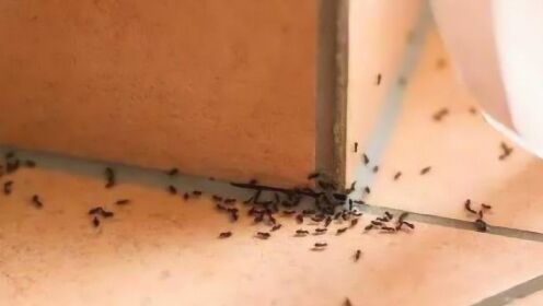 家中有蚂蚁别忙着喷药，地上撒一把，蚂蚁再也看不见，效果超级好