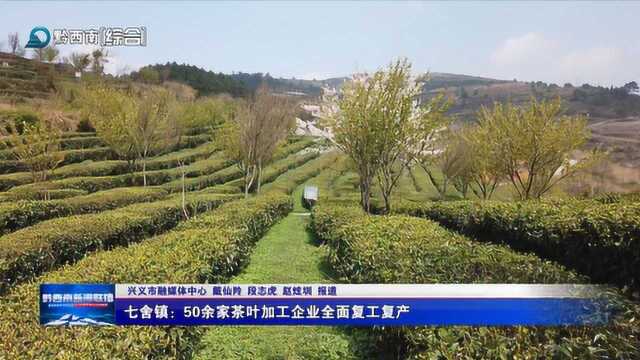 兴义市七舍镇:50余家茶叶加工企业全面复工复产