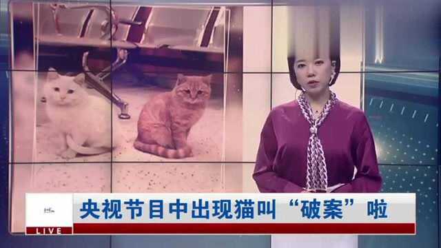 央视节目中出现猫叫“破案”啦!网友爆笑调侃:《猫闻天下》?