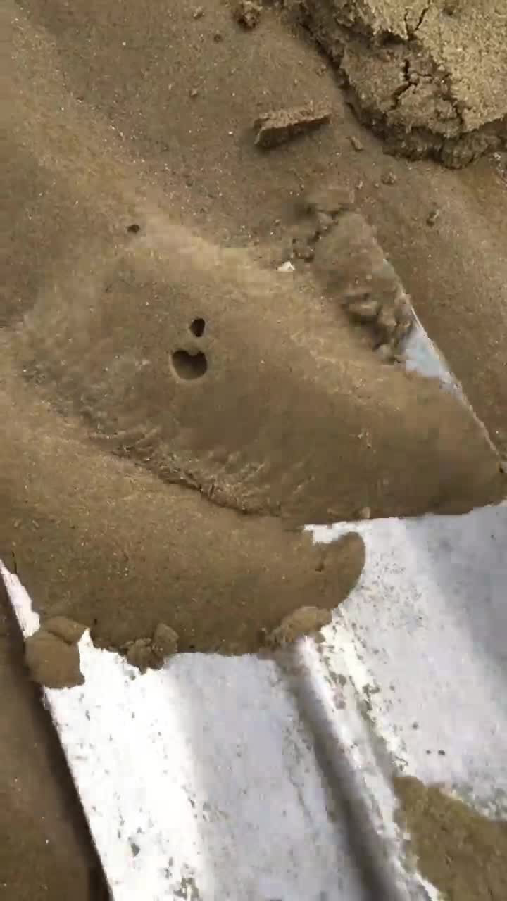 沙滩上好多沙虫