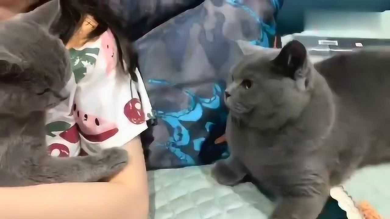 能叫猫猫听话的恐怕只有四川人了......_高清1080P在线观看平台_腾讯视频