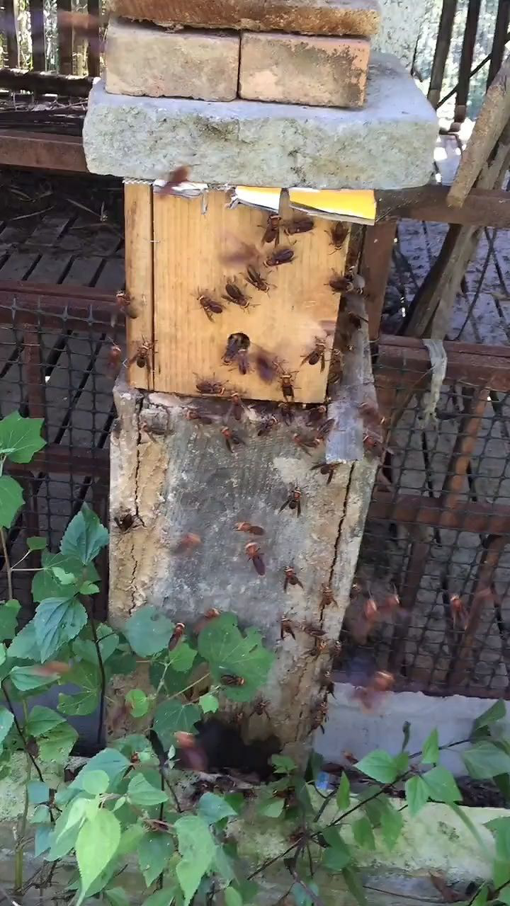 云南蜜蜂种类图片图片