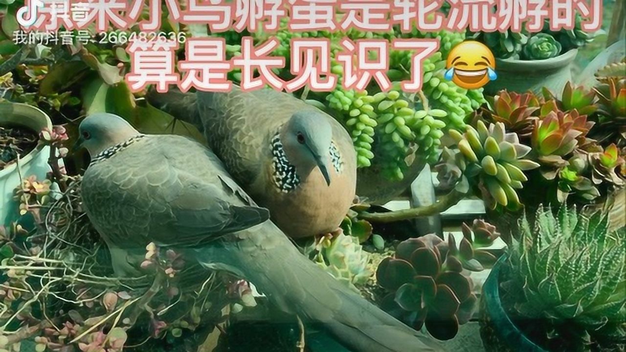 記錄斑鳩孵蛋的過程