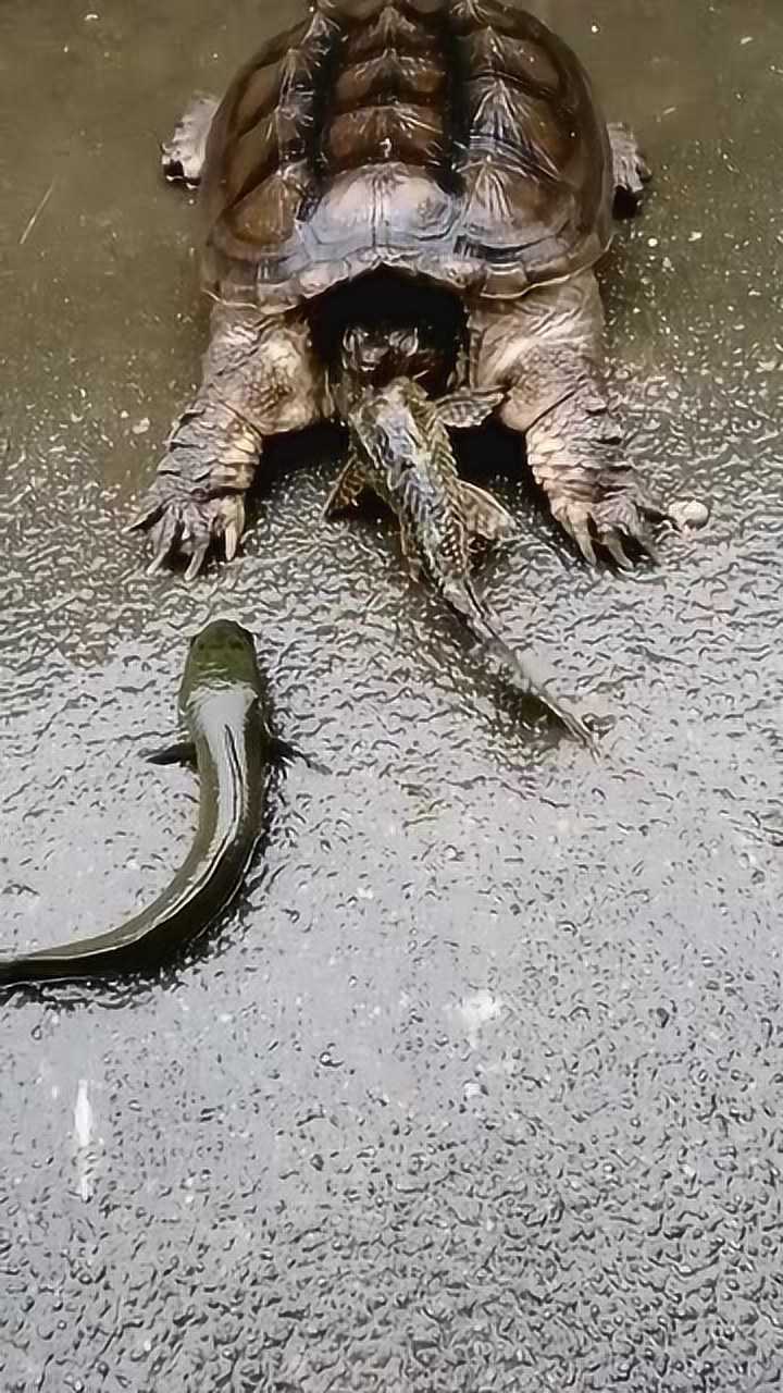鳄龟陆地中捕猎