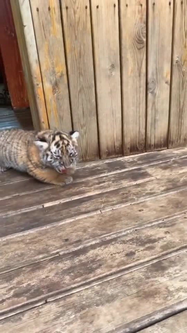 随便一只老虎都比猫大 这叫声也是真奇怪