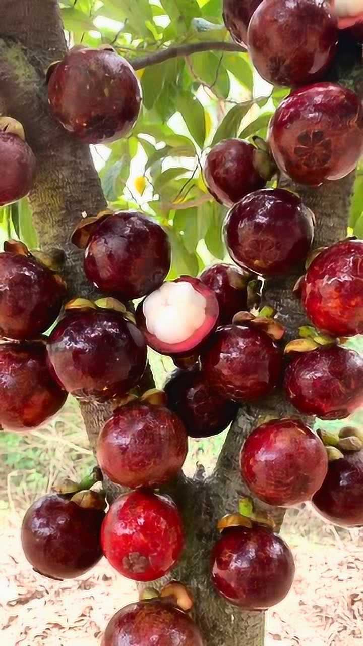 原来山竹是这样长的长见识了