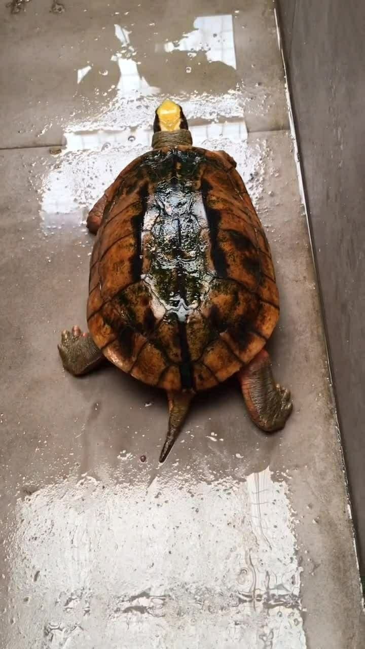 给大家看看这只乌龟在爬行,行动十分缓慢