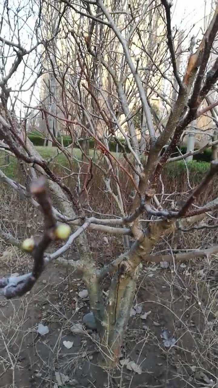 山楂树发芽了