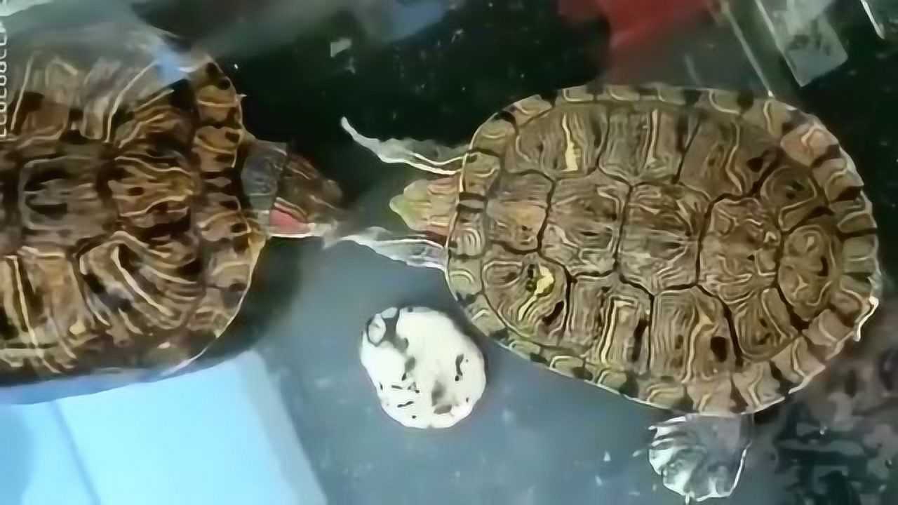 没想到乌龟还会有这么萌的举动,两只前爪不停拍同伴的脑袋,这是在干啥