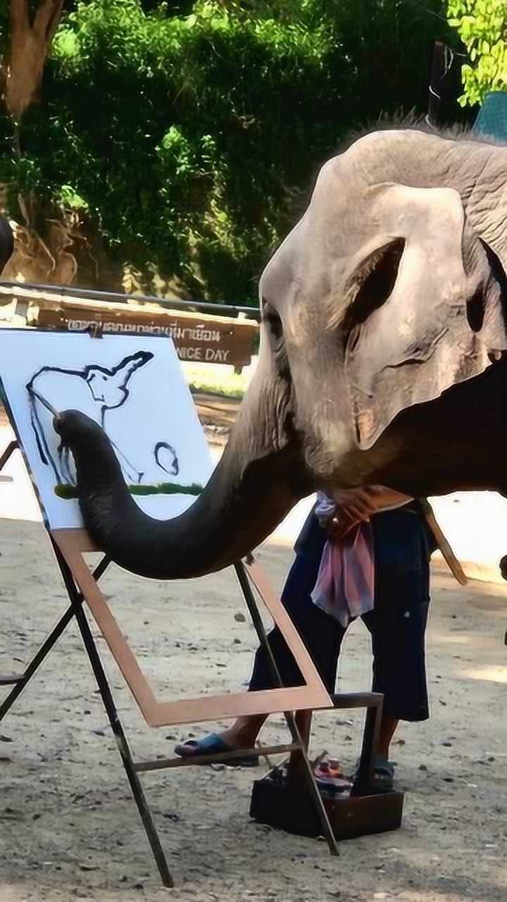 大象的尾巴像鞭子图片