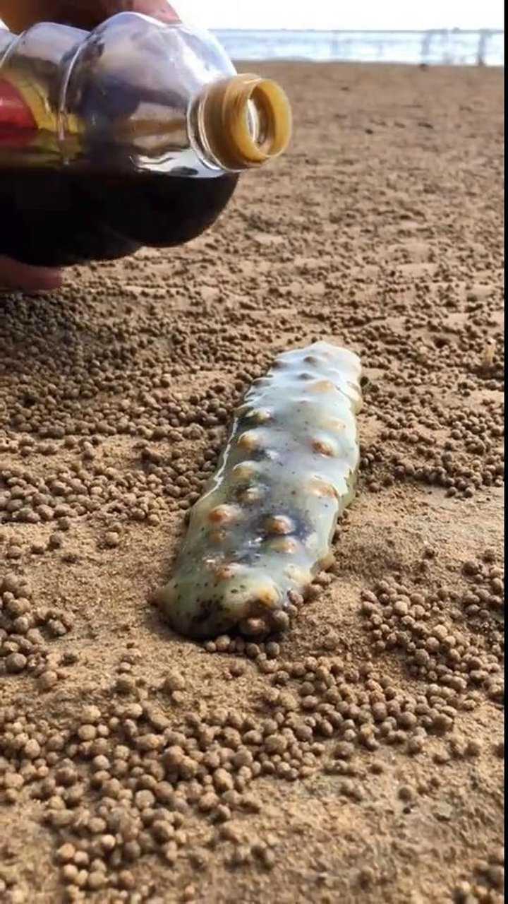 海参真的能融化啊