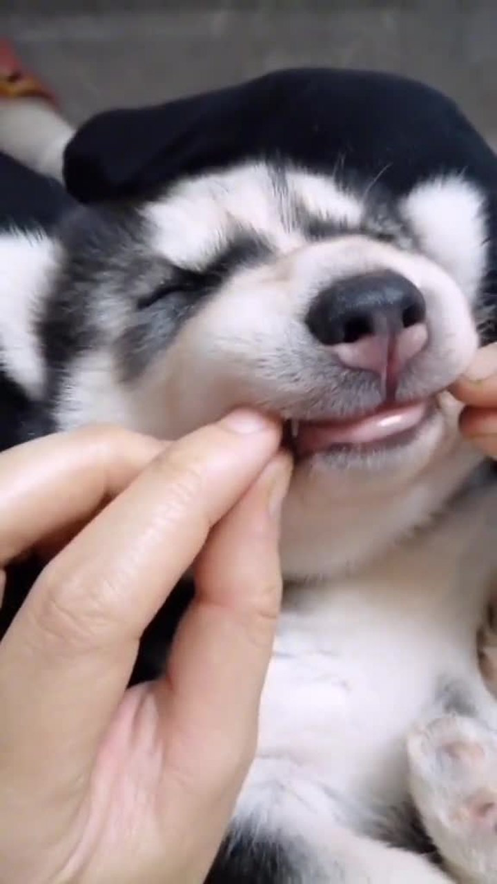 狗狗睡觉咬舌头?仔细一看才发现不对劲!