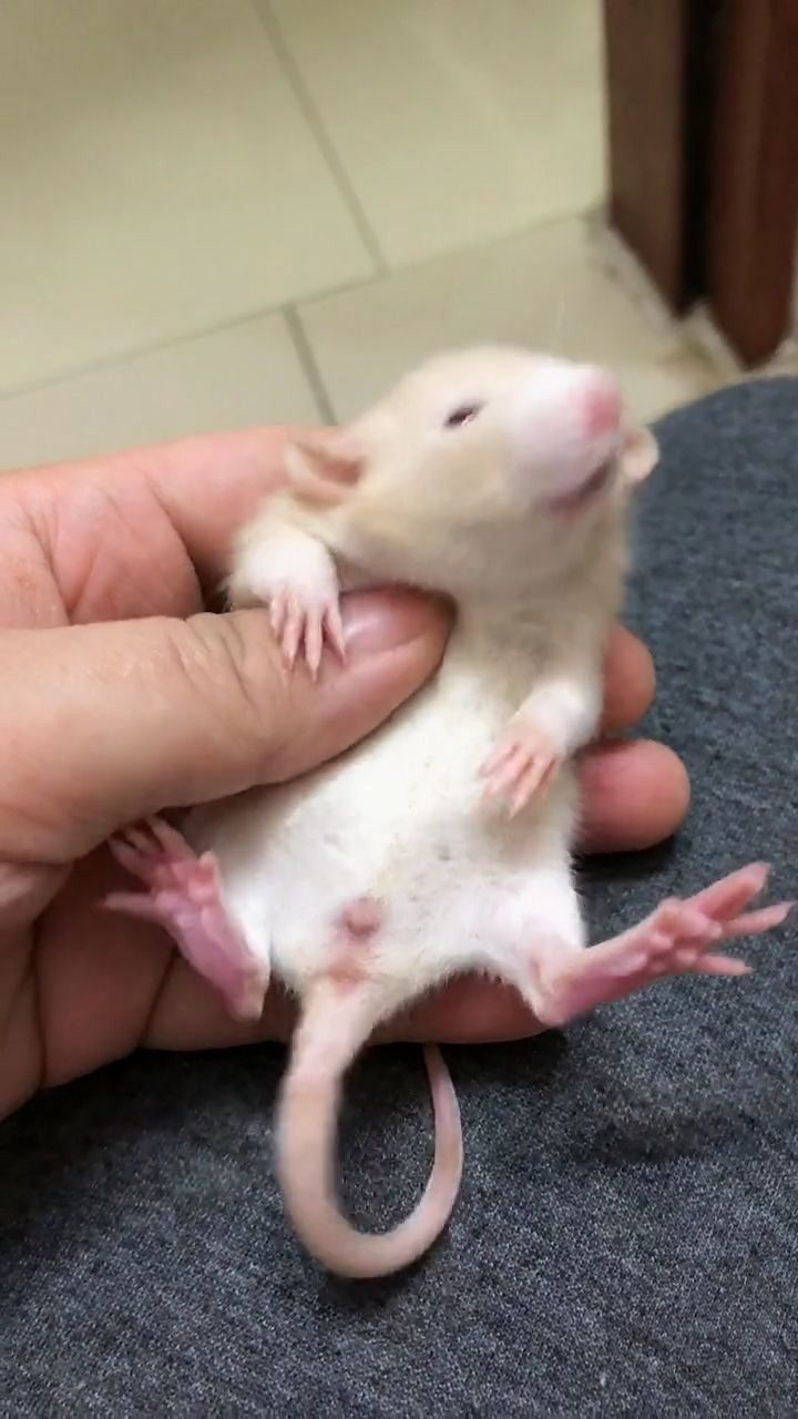 非常不常见的小老鼠尾巴长得特别长看起来很可爱