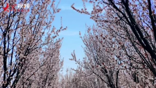 来东营垦利,看繁花似锦春意浓