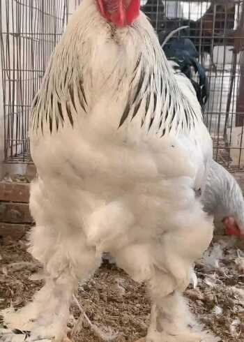 这只大公鸡好胖呀,感觉浑身上下全是肉