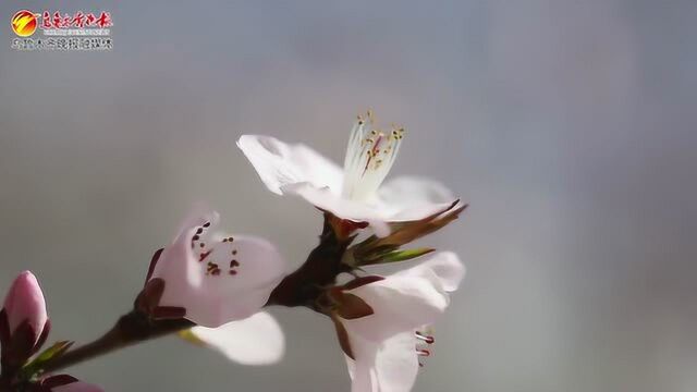 春来了花开了乌鲁木齐开始进入最美的花季