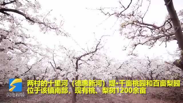 43秒丨滨州无棣碣石山下千亩桃梨正春景 香飘四溢美不胜收