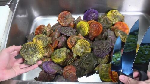 五颜六色的"彩虹扇贝",还以为被商家染了色,扒开一看太惊艳了