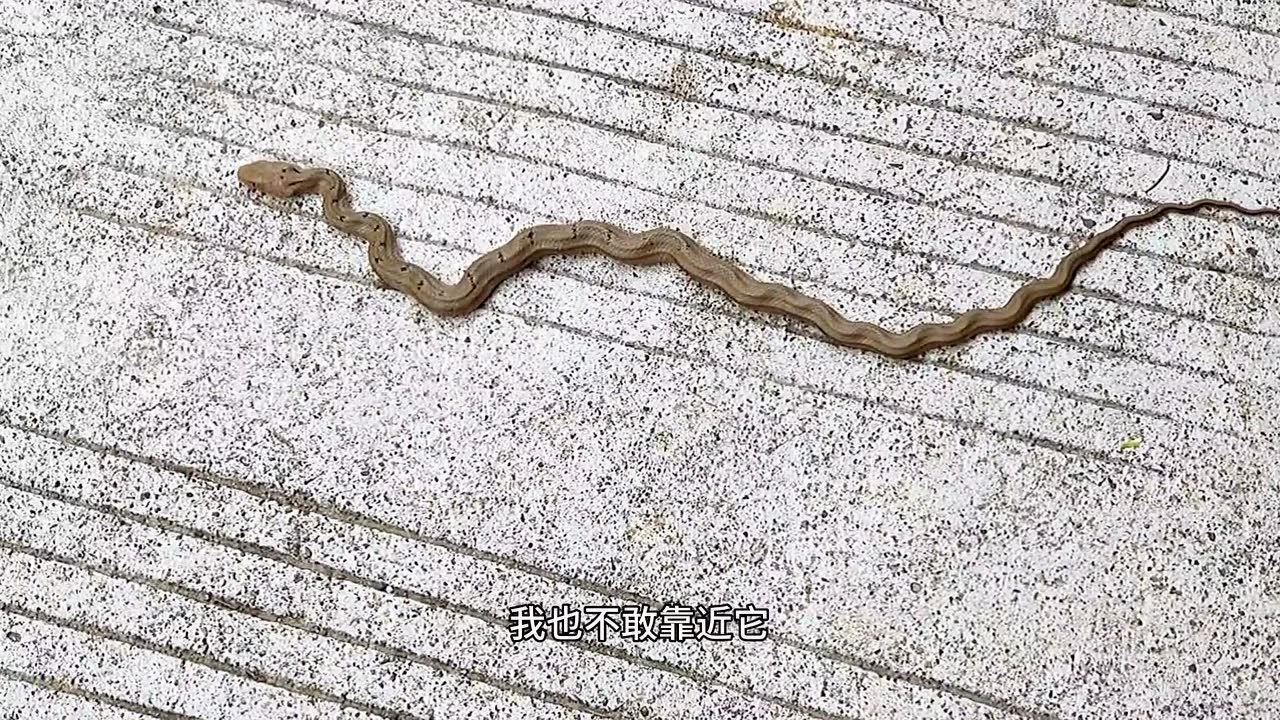 户外发现蛇,它的身体像扭曲的麻花,那它是什么品种呢
