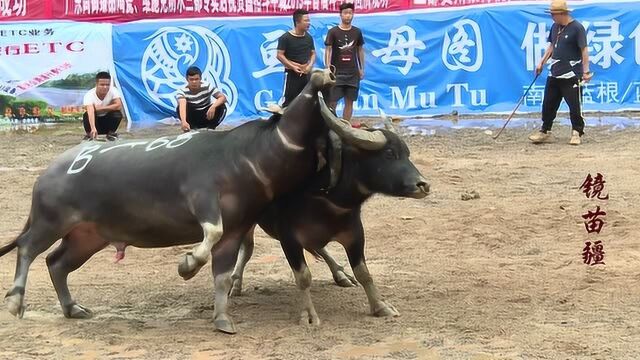 三都鑫格牛王争霸赛:天成公司797号牛王、施展抠嘴功、非同小可