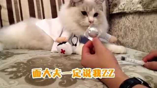 猫咪医生看病记,猫大夫专治智障三十年