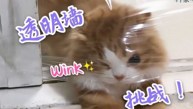 猫猫聪明程度大比拼!白猫vs橘猫,谁是透明墙越狱王者?