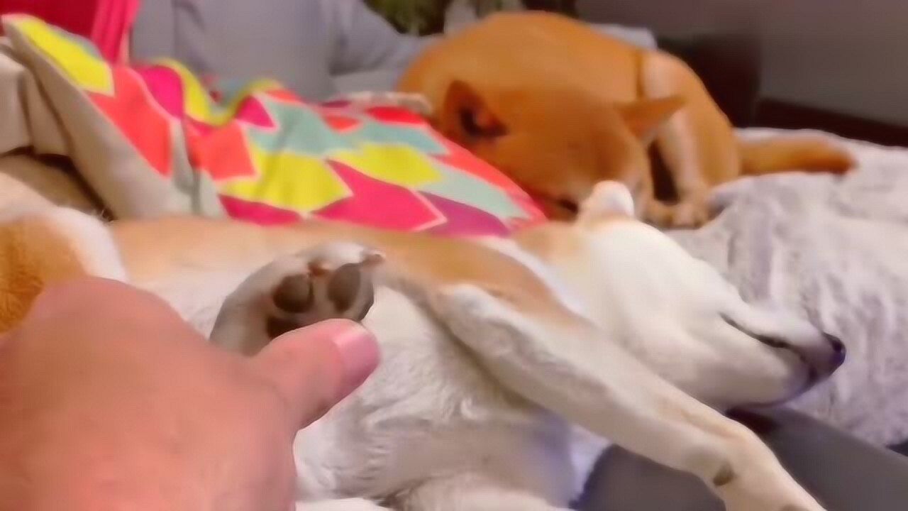 狗狗也有痒痒肉?挠脚底板这个反应好搞笑!