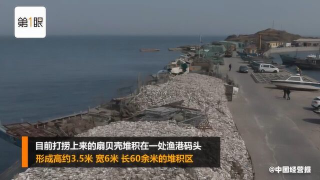 獐子岛的扇贝真的死了?打捞工人证实多数扇贝死亡,极少数存活