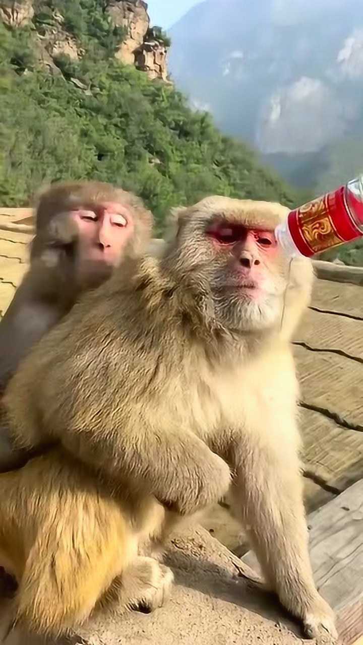 猴子爱喝酒还会脸红