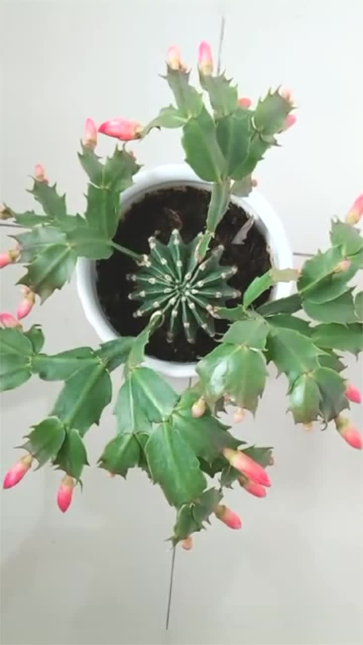 仙人球嫁接蟹爪兰,竟然还快开花了,太神奇了