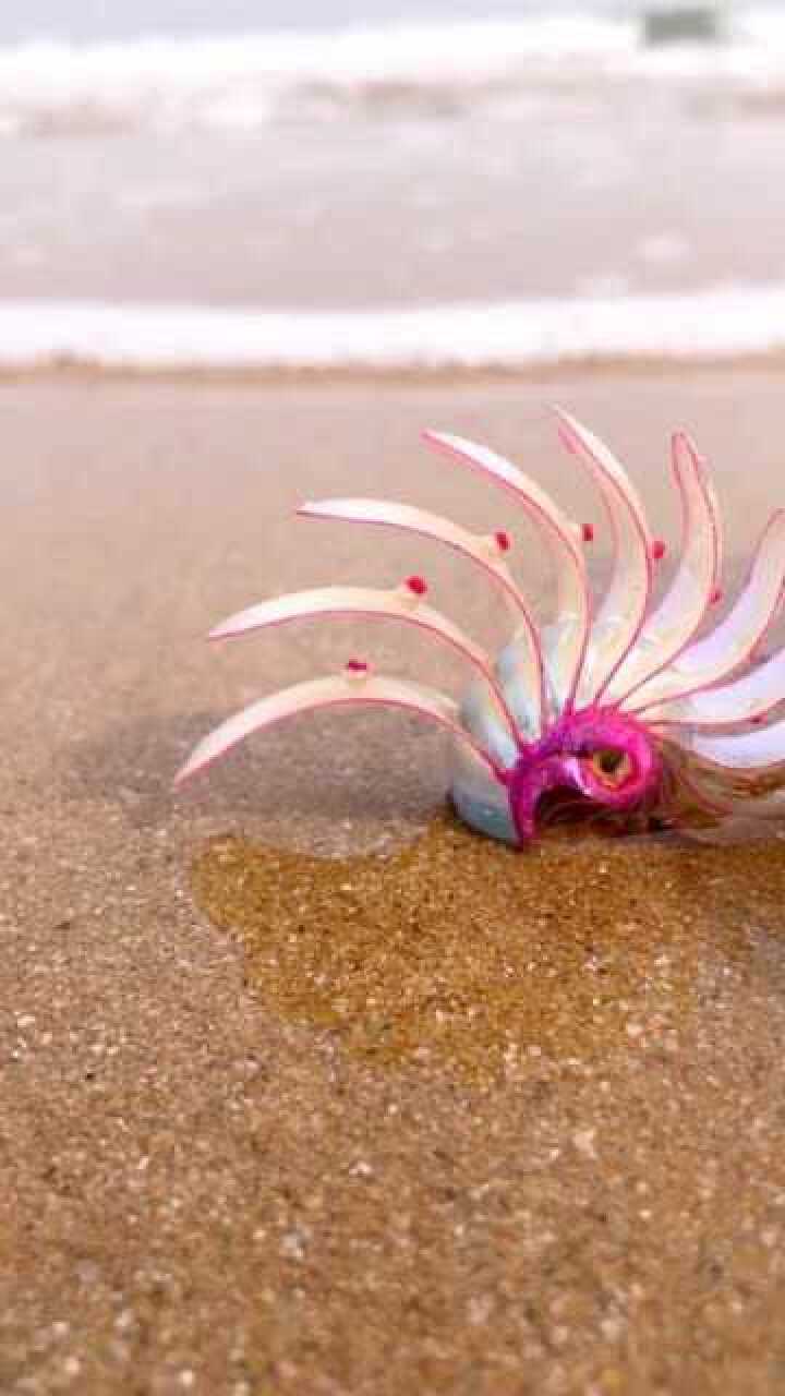 罕见的玫瑰螺,简直太漂亮了_腾讯视频