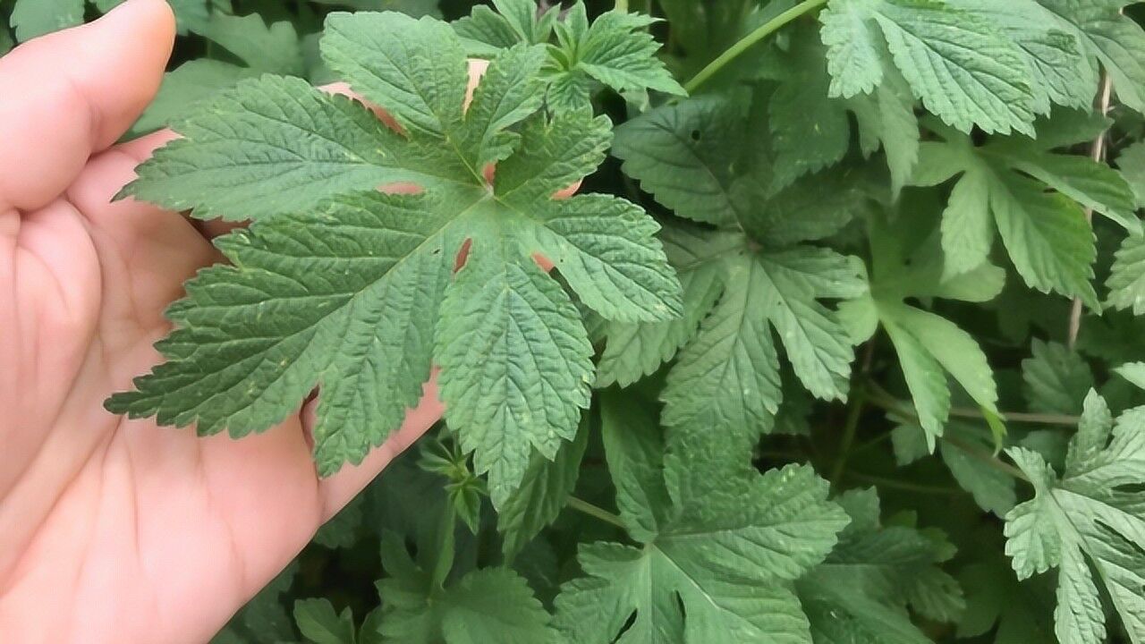 田间害草"拉拉秧",这个妙用厉害了?现在了解还不晚哦!