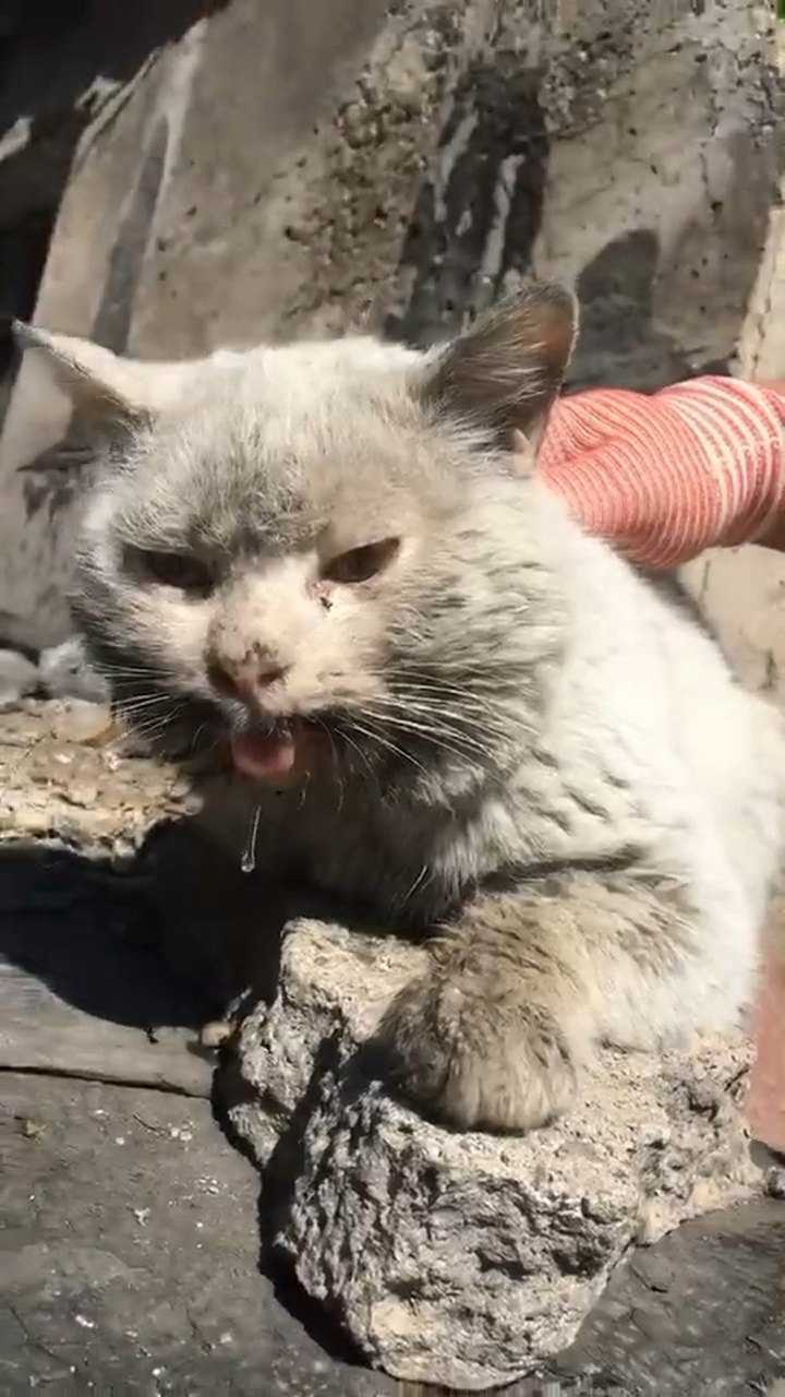 流浪猫生病图片