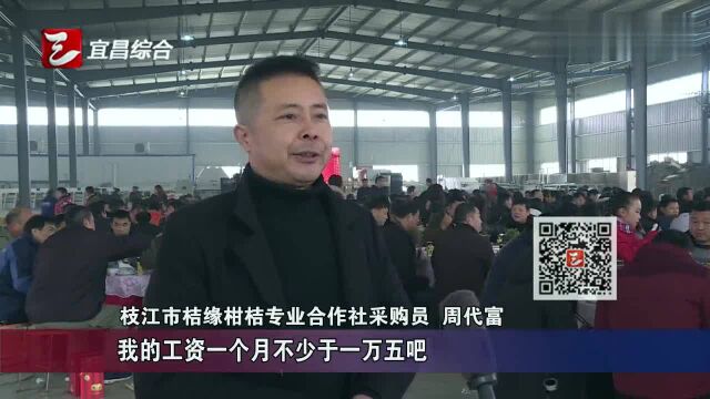 枝江:合作经营尝甜头,村民喜领近300万元现金红包