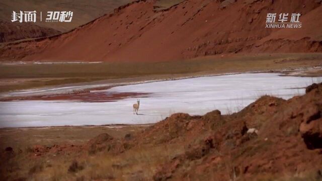 30秒丨藏野驴等珍稀野生动物现身祁连山区