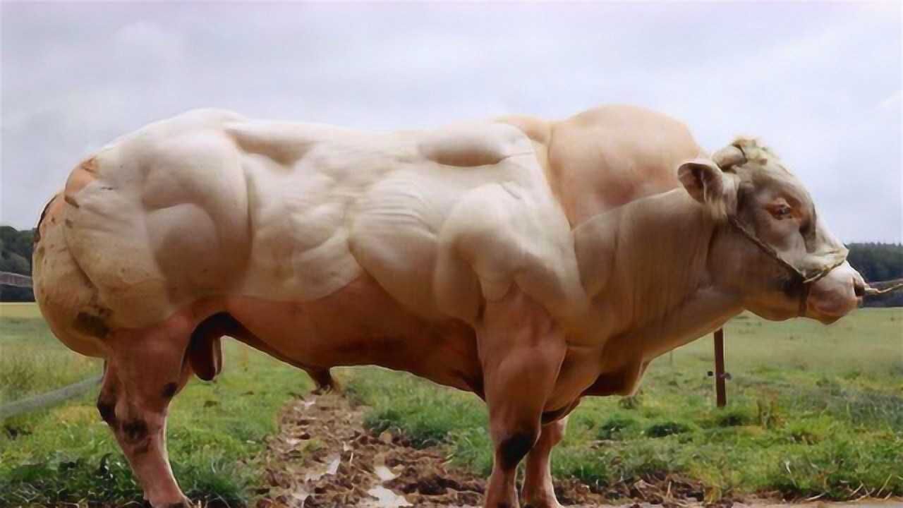 世界最奇怪的牛,重达3吨浑身是肌肉,网友:这牛肉真可以吃吗?