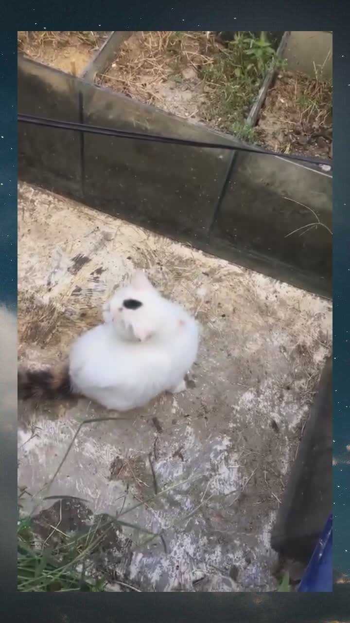 潮汕成格猫潮汕奇猫印星猫儿亦堪求正中一点是良谋