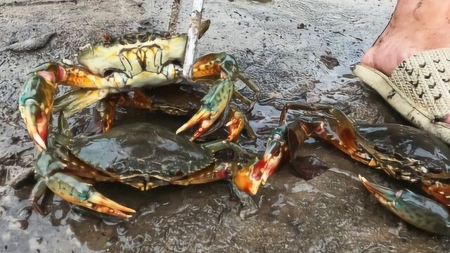 小诗哥抓螃蟹太牛了,闯入红树林一顿狂抓,又大又肥