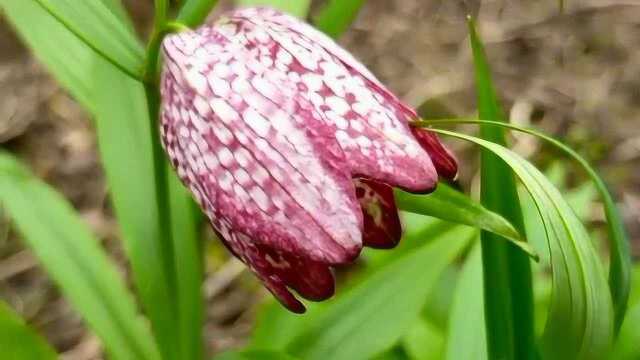 贝母因其形状得名,鳞茎可供药用,有止咳化痰、清热散结的功效!